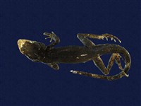 藏品(斯文豪氏攀蜥)的圖片